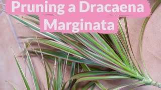 A Dracaena Marginata Needs Pruning How To Do It [upl. by Malloy385]