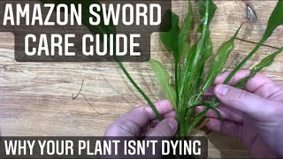 Amazon Sword Care Guide  Beginners Guide On How To Grow Aquarium Plants echinodorus bleheri [upl. by Phebe607]