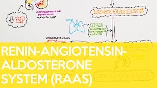 The ReninAngiotensinAldosterone System RAAS  Sarah Clifford Illustration Tutorial [upl. by Llewej]