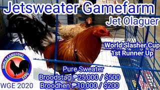 World Gamefowl Expo 2020 Jetsweater Gamefarm Jet Olaguer [upl. by Gilford]