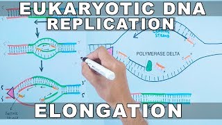 DNA Replication In Eukaryotes  Initiation [upl. by Nirak]