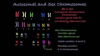 Reading Karyotypes [upl. by Rasmussen999]