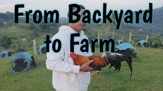 How to start Gamefowl Breeding ProperlyFarmboys Way [upl. by Sirtemed]