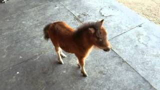 Baby miniature horse chasing me [upl. by Gwyn]