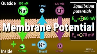 Membrane Potential Equilibrium Potential and Resting Potential Animation [upl. by Atoiganap]