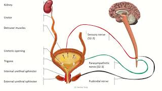 Micturition [upl. by Lazar]