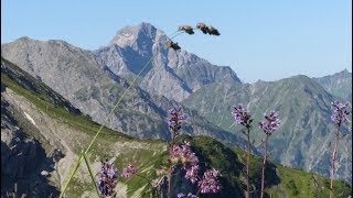 Kleinwalsertal Wanderung Fiderepasshuette [upl. by Warfold]