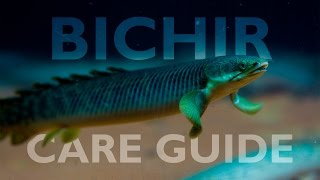 Bichirs An Ultimate Care Guide [upl. by Durkee]