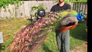 Peacock Removal A Real Professional Service in Florida [upl. by Garling217]