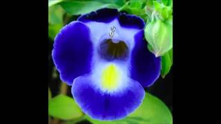 Torenia fournieri  Wishbone Flower [upl. by Paderna]