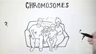 What are chromosomes [upl. by Aleydis]