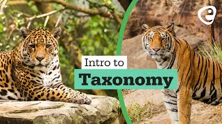 Introduction to Taxonomy [upl. by Neel]