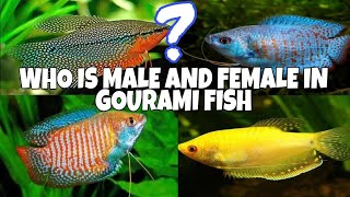 Gourami Fish Male And Female Deffrences [upl. by Rasmussen]