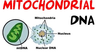 Mitochondrial DNA [upl. by Ylrak]