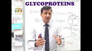 Glycoproteins A Quick Review [upl. by Margaret878]