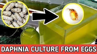 HOW TO HATCH DAPHNIA EGGS  HOW TO CULTURE DAPHNIA [upl. by Caassi]