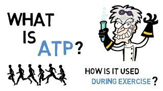 What Is ATP amp How Does ATP Work During Exercise [upl. by Attelrac]