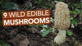 9 Wild Edible Mushrooms You Can Forage This Spring [upl. by Aronid]