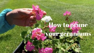 Pruning and trimming Geraniums [upl. by Odragde]