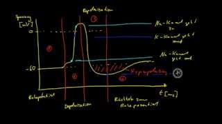 Neurobiologie  6 Das Aktionspotential [upl. by Ecirp]