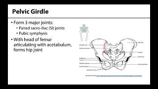 Pelvic Girdle  Learning Objectives [upl. by Nofpets564]