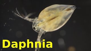 Daphnia [upl. by Ainala610]