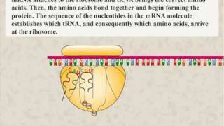 Protein Synthesis Animation [upl. by Siuqcram]