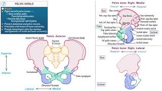 Pelvic Girdle  Skeletal Anatomy [upl. by Ailbert734]