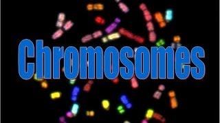 Chromosomes [upl. by Oinotnaesoj]