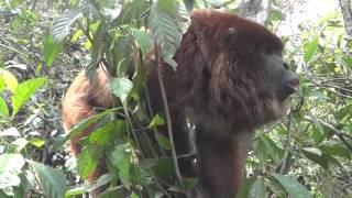 Hear a male howler monkey roar [upl. by Neirrad]