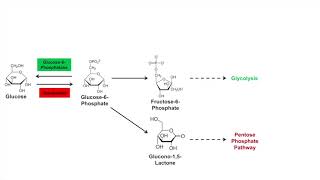 Glycogen Synthesis Glycogenesis Pathway [upl. by Annirok210]