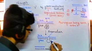 Guide RNA dependent RNA editing [upl. by Meerek415]