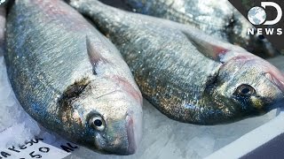 How Does Mercury Get Into Fish [upl. by Apollus]