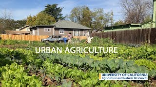 Urban Agriculture in California [upl. by Amsirak489]