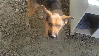 Update on the Rescued Starved Dog [upl. by Sedrul]