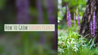 Liriope Growing Guide Lilyturf  Monkeygrass by GardenersHQ [upl. by Ynnad74]