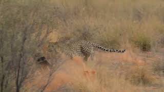 Leopard Attacks A Gemsbok In the Kgalagadi Transfrontier National Park [upl. by Web]