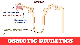 Osmotic Diuretics  Mannitol [upl. by Otsugua]