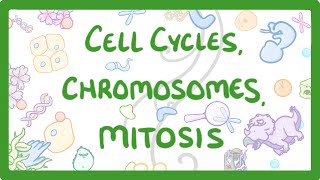 Chromosome Cell Division Process [upl. by Arella]