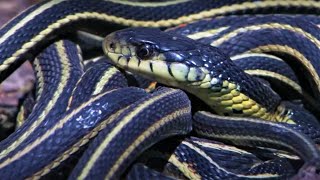 Top 5 Slithering Snake Moments  BBC Earth [upl. by Anita481]