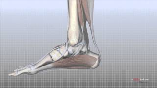 Foot Anatomy Animated Tutorial [upl. by Eenahs]