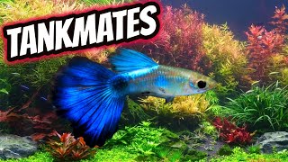 6 Awesome Guppy Fish Tankmates [upl. by Rhee]