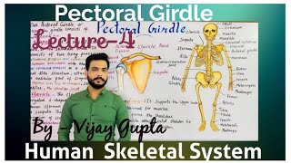 Pectoral Girdle Lecture4 Human Skeletal System [upl. by Naharba]