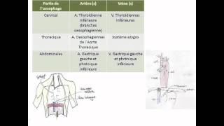 Œsophage estomac amp duodénum [upl. by Aihcrop306]