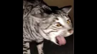 Cats Who Gag A Compilation [upl. by Berhley676]