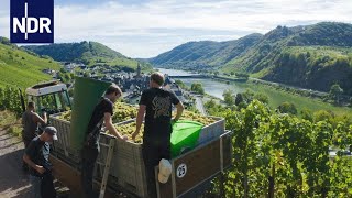 Weinanbau Alltag einer jungen WinzerFamilie  7 Tage  NDR Doku [upl. by Filipe]