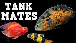 TOP 10 Tank Mates For Oscar Fish [upl. by Alyat881]