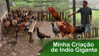 Troquei a Galinha Caipira Para Criar Índio Gigante  Criação de Galo Indio Gigante Hen [upl. by Snej318]