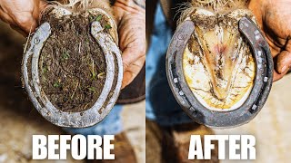 Farrier ASMR  Satisfying Hoof Restoration [upl. by Rubenstein]