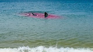 Great White Shark Attack Is WAY TOO CLOSE To The Beach 🦭🦈 [upl. by Ahsekat]